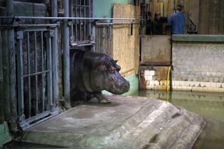 Немецкие клопы и фитнес-тренировки для бегемотов: Рижский зоопарк удивил народ