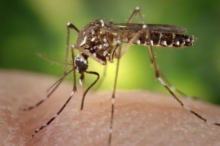Стоит ли убить всех комаров на Земле
