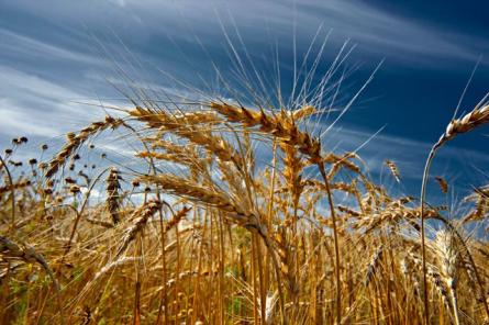 Россия хочет ввести запрет на экспорт зерна