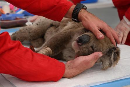 Власти Австралии признали коал вымирающим видом