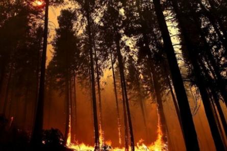 С начала года в Латвии зарегистрировано 160 лесных пожаров