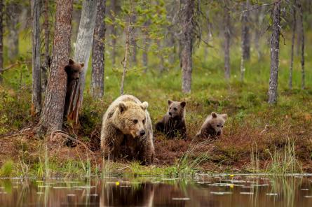 Нашествие  из берлог: пути человека и медведя в Латвии пересекаются всё чаще