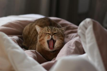 Эксперты объяснили, почему кошки любят будить людей рано утром
