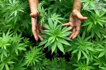 Под суд идет марихуановый плантатор - за 5 кг наркотика и оружие
