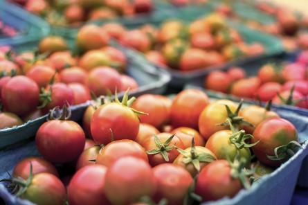 Прощай урожай? В Эстонии обнаружили опасный для помидоров вирус