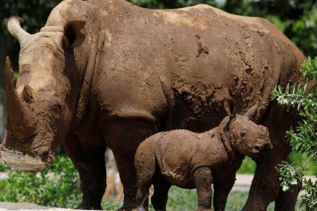 В зоопарке Кубы неожиданно для всех родился редкий белый носорог