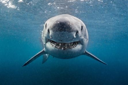 В Египте акула откусила туристке руку и ногу