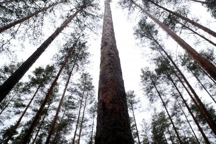 В Латвии за пожарами в лесах по-прежнему следят, карабкаясь на высокие вышки