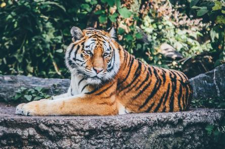 Популяция тигров увеличилась на 40% за несколько лет