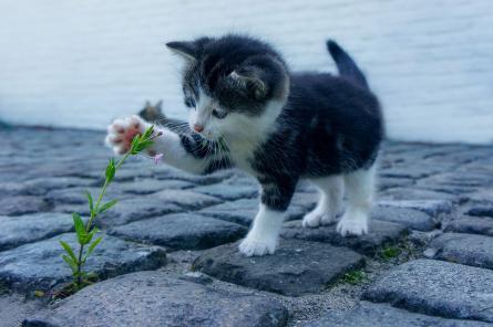 Польские ученые отнесли кошек к «чужеродным инвазивным видам»