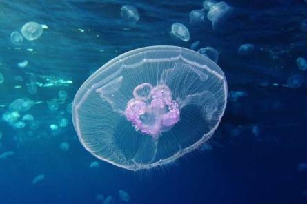 Ученые расшифровали геном медузы