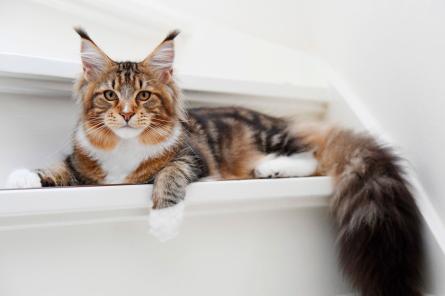 Какие породы кошек любят водные процедуры: вы удивитесь