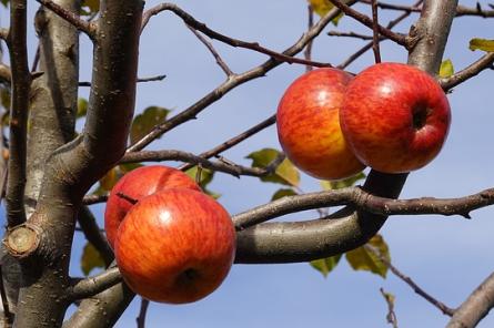 Зачем осенью поливать плодовые деревья