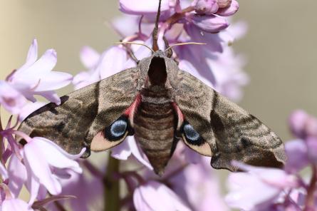 Ученые установили gps-трекеры на бабочек и выяснили, как те летают