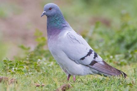 Какие голуби считаются самыми ценными на планете и почему за них отдают миллионы