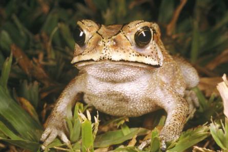 Ядовитые жабы угрожают Мадагаскару