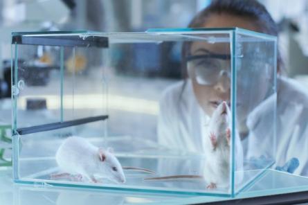 По каким критерям подбирают лабораторных животных?