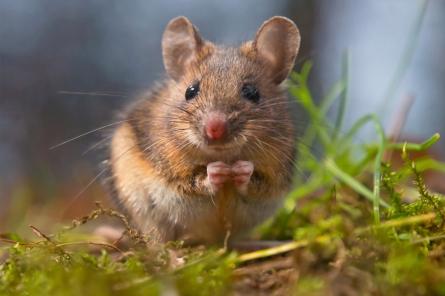Правда ли, что мыши очень любят сыр?