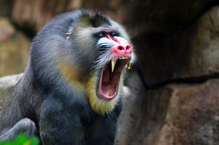 Зачем обезьянам клыки, если они не хищники?