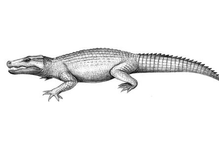 Окаменелости древнего сухопутного крокодила нашли в Австралии