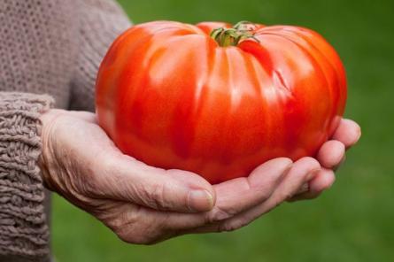 Какие сорта томатов считаются самыми большими в мире