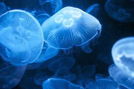 Исследователи, возможно, нашли ключ к бессмертию у медуз