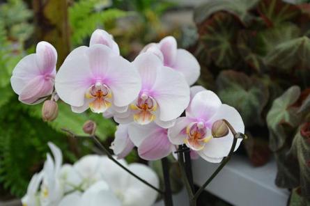 Как заставить орхидею пышно цвести весь год