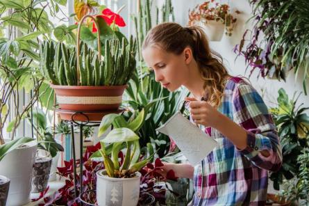 Эти 5 ошибок при покупке комнатных растений совершает почти каждый