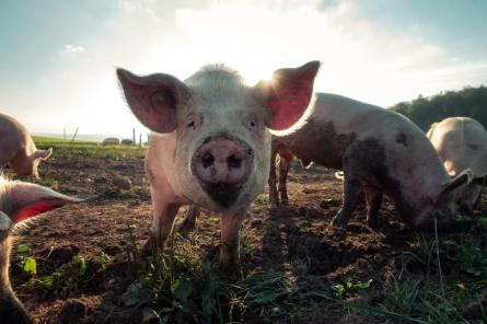 В Ляудонской волости среди одной свиньи выявлена вспышка АЧС