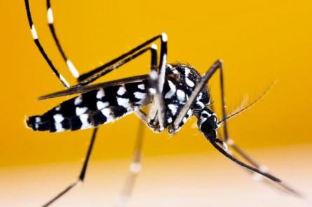 Правда ли, что азиатские комары угрожают жителям Латвии и остальной Европы?