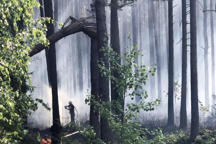 В Латвии потушен крупнейший в этом году лесной пожар