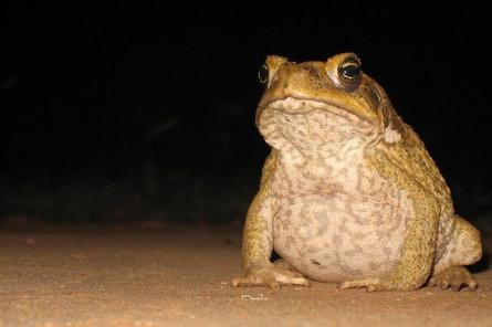 Услышав призыв «Спаси принца!», латвийские натуралисты нашли и унесли 1 200 жаб