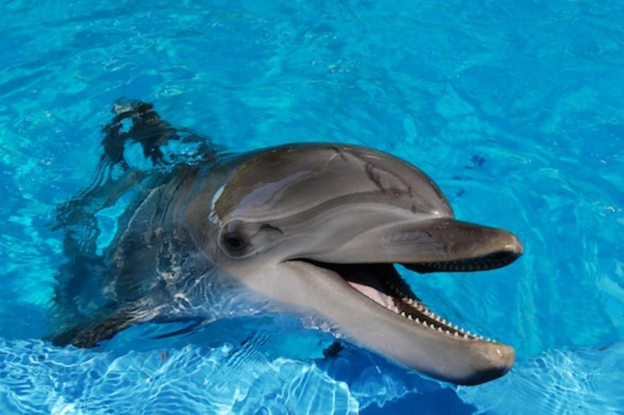 Фантастика! В Латвии был впервые замечен «зимующий» дельфин (+ВИДЕО)