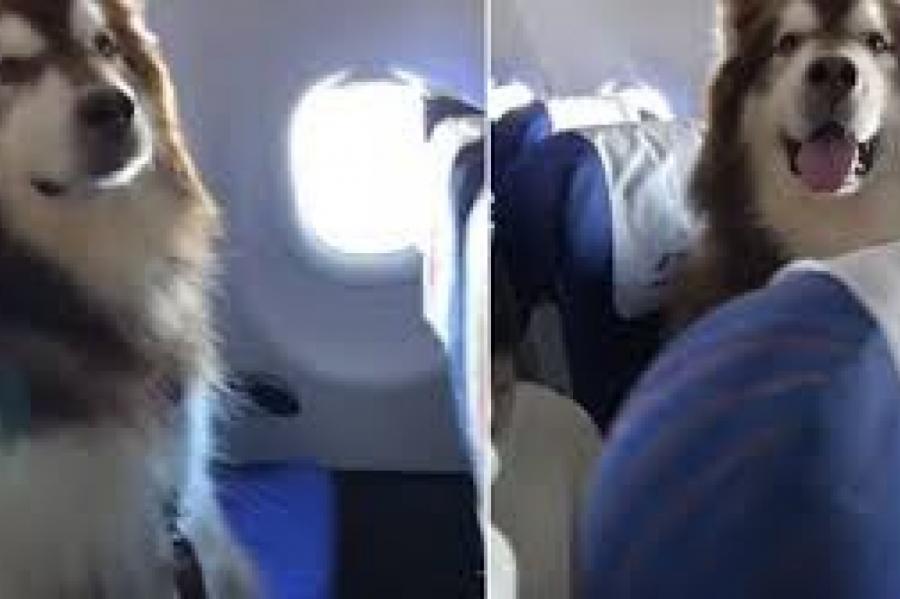 Огромный пес прокатился на самолете как пассажир и прославился (видео)