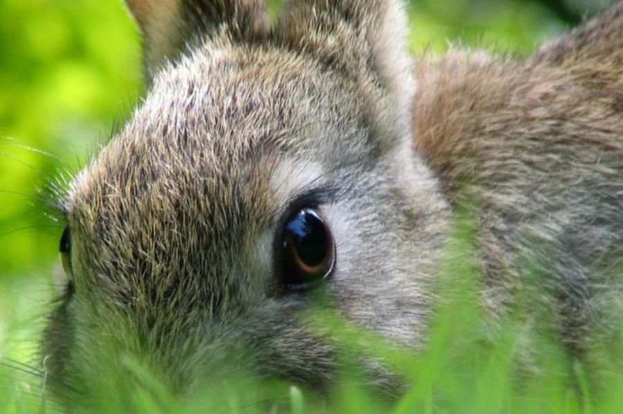 Семья из Теннесси разыскивает потерявшегося кролика