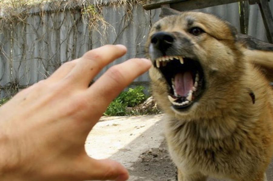 Злая собака в Латвии обходится дорого: штрафы более 1 000 евро