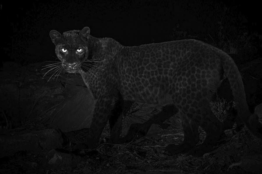 В Африке впервые за сто лет засняли редчайшего черного леопарда