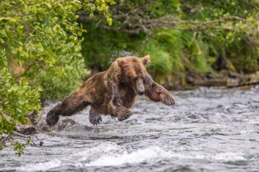 Забавная медвежья рыбалка попала в объектив фотографа