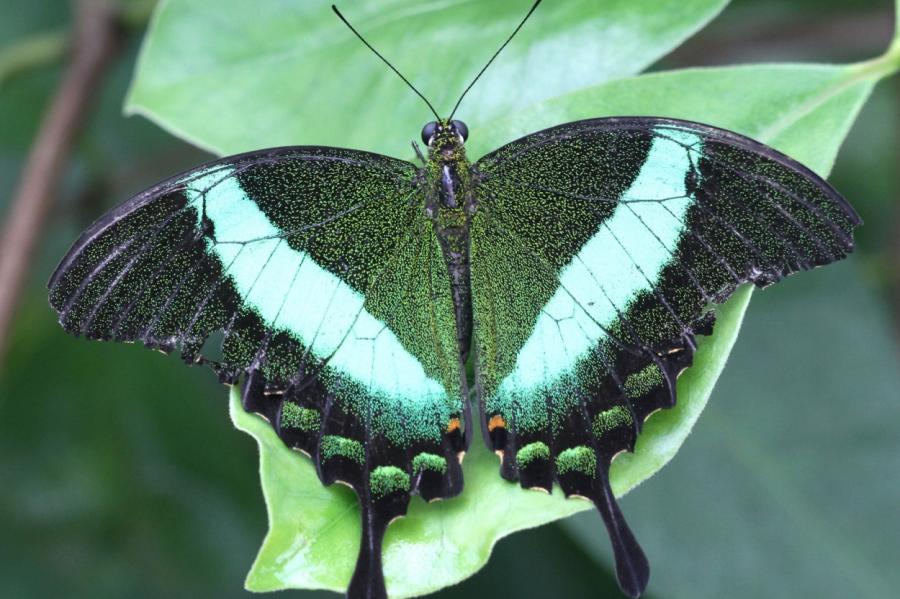 Сказка в Ботаническом саду: бабочки и азалии