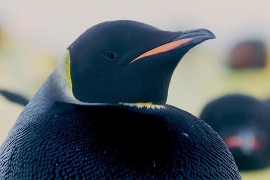 В Сети появилось видео с редким чёрным пингвином (ВИДЕО)