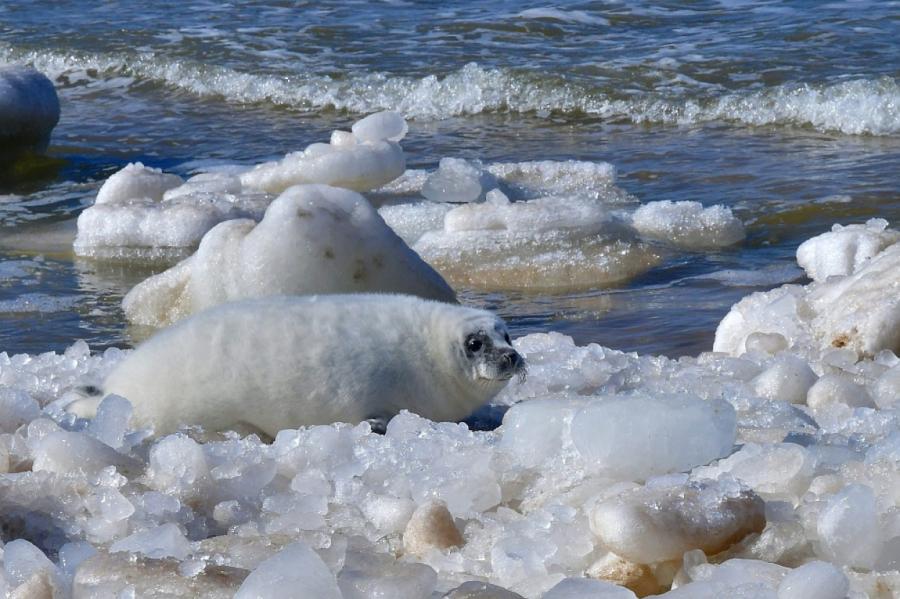 В Латвии уже замечен первый «загорающий» тюлененок; ожидается большой наплыв