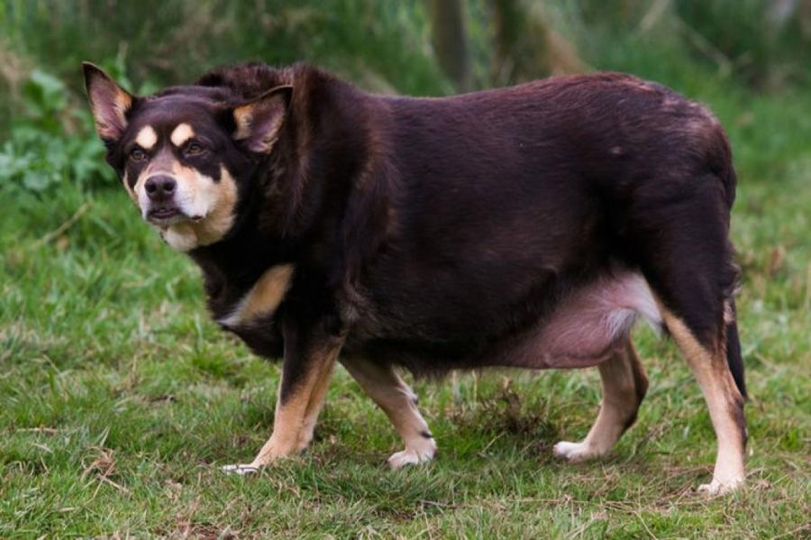 Самая толстая собака Великобритании обрела новый дом