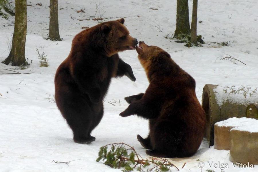 Любовь и счастье: латвийские медведи с нежностью встречают приход весны (+ФОТО)