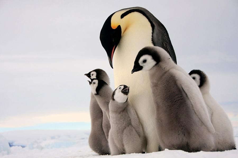 А вот и он! Самый странный пингвин Земли (ВИДЕО)