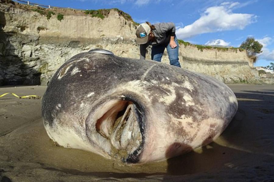 Самую тяжелую в мире рыбу впервые нашли в США