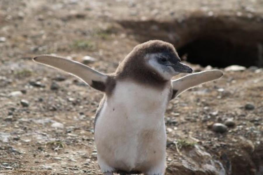 Южноафриканский пингвин родился в Москве