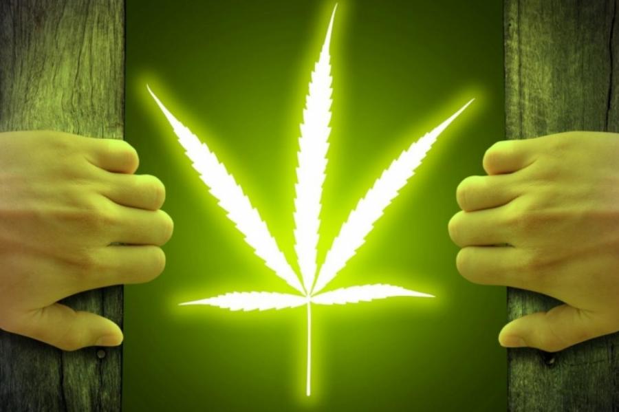 Начат сбор подписей за легализацию марихуаны