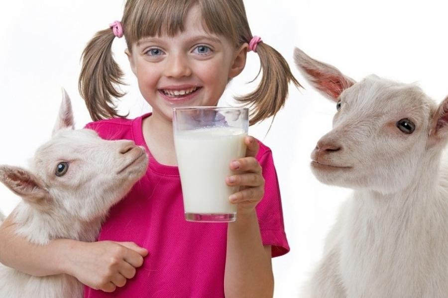 Козье молоко. Полезные свойства и противопоказания