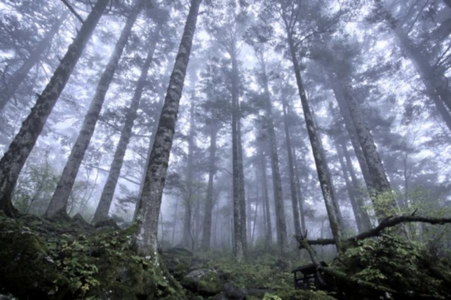 Тихо в лесу... Мафия лесников — самая тайная в Латвии
