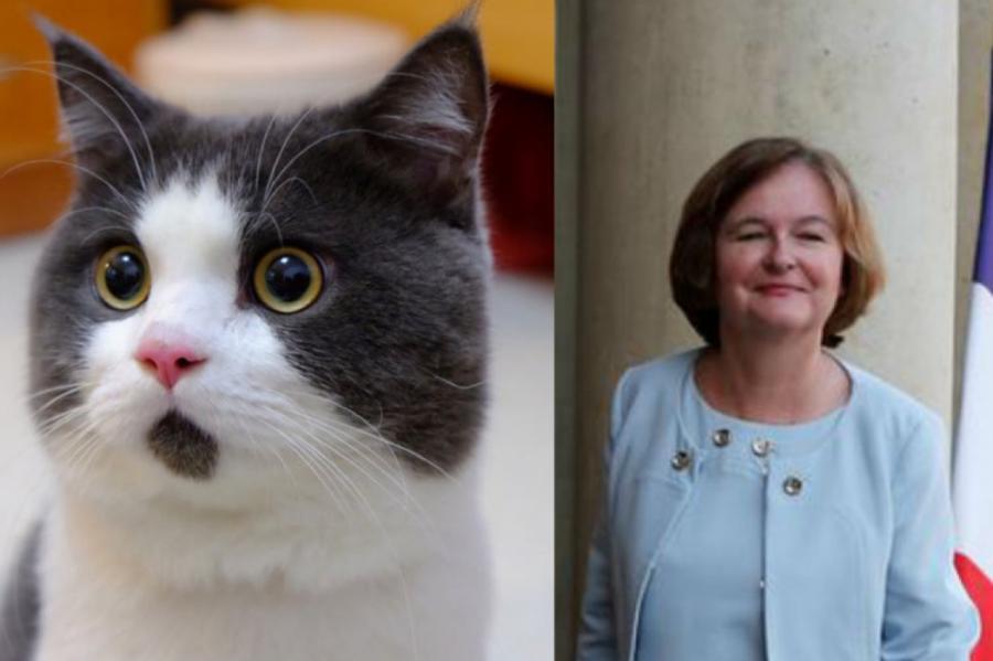 Французский министр назвала своего кота Брекситом